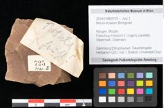 Foto (Objekt + Etikett) von Betula cf. dryadum Brongniart (NHMW-GEO-2024-0188-0725)